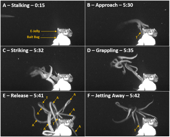 www.sciencedirect.com